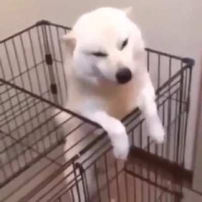 When your dog hears you to win too much time as Germans