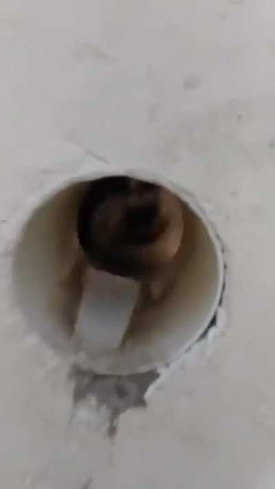 Liquid doggo cannot be contained by walls