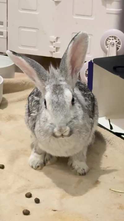 The chances of being killed by a bunny are low, but never zero