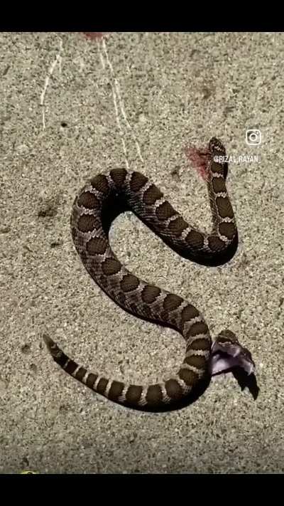 Rattlesnake bites itself after being decapitated