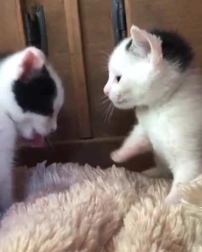 Learning to groom