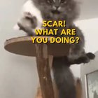 The Lion King we deserve.