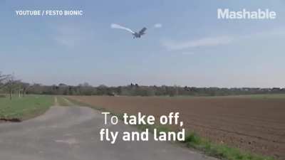 DON'T YOU JUST LOVE BIRD WATCHING?