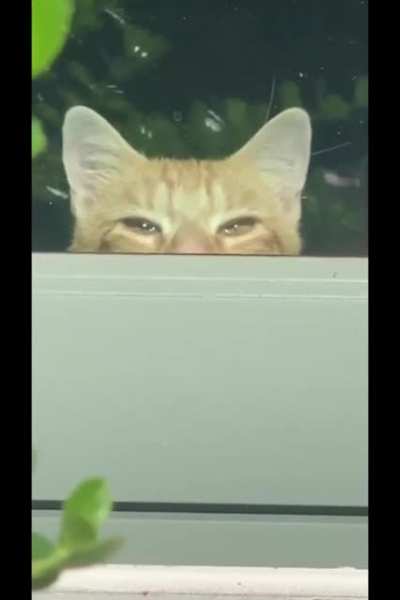 Kitty got caught creepin' so he totally nonchalantly ducks out with the 