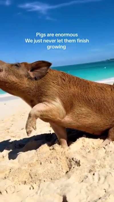 Piggy having fun at a beach