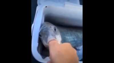Hentai fish meme
