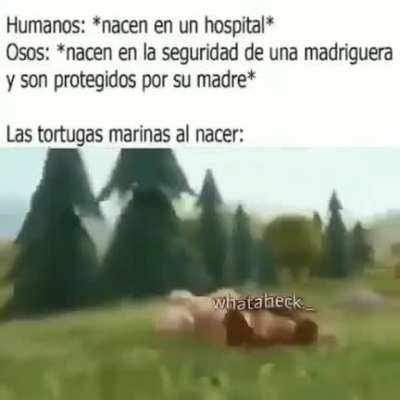 XD