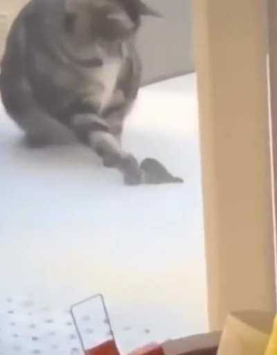 Cat didn’t listened