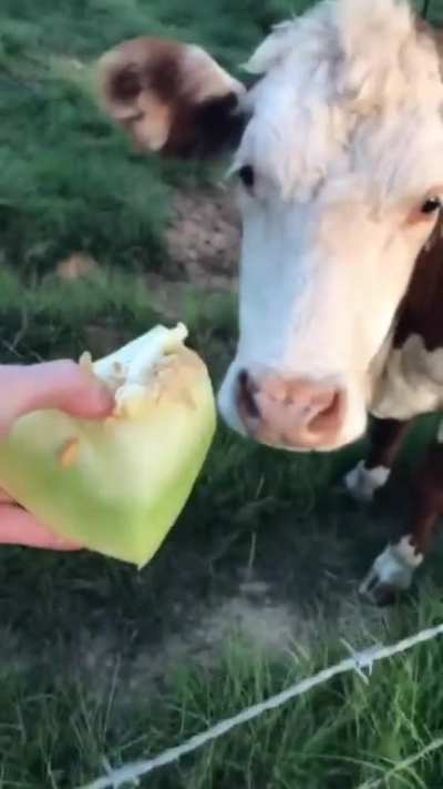 Cows live melon