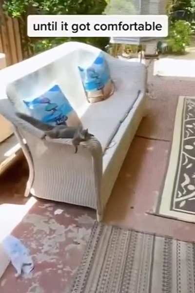 If you give a squirrel a peanut, he'll want 600 more to go with it