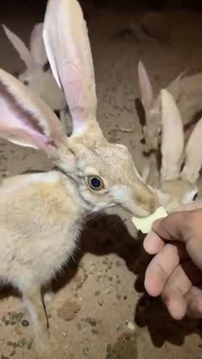 50 percent skull, 50 percent ears, and 50 percent rabbit. In total that's 200 percent.