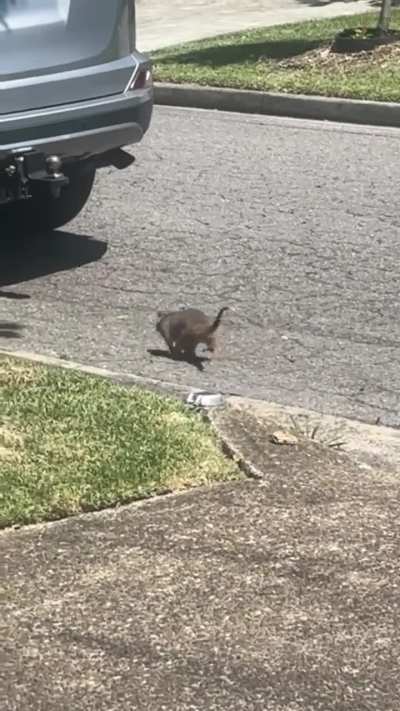 Is this a possum? Found just outside of Syd!