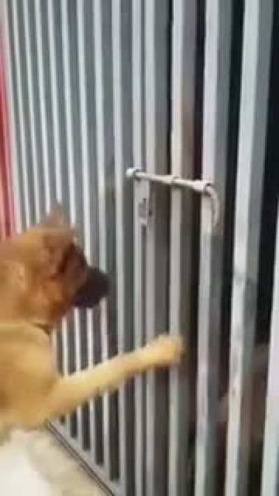 Dog tries to free another dog