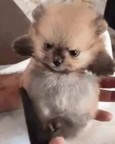 Angry but still cute
