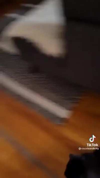 Cat and his automatic feeder, a love story
