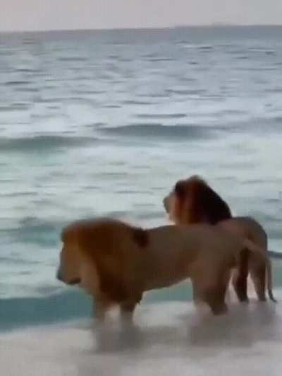 Sea Lions