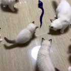 Toy cobra vs kittens
