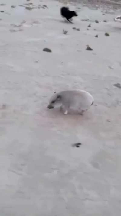 Leettle piggy