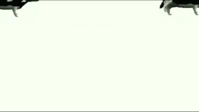 polish cow sings about cocaine