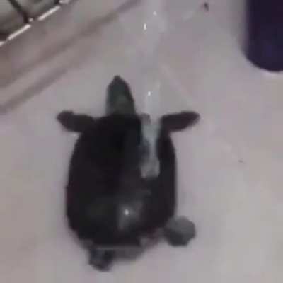 Pra alegrar o seu dia, tartaruga dançando no chuveiro