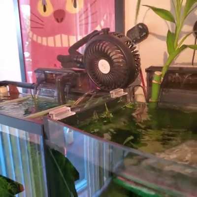 Having to use all my fans and constant ice packs just to keep my fish from cooking in the heat wave...