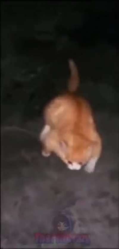 Michi mamado