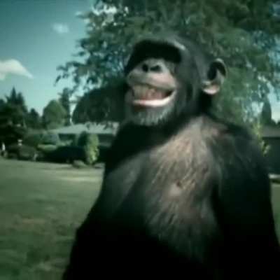 Macaco