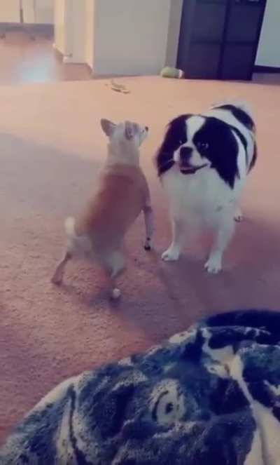 Doggo safadon xD