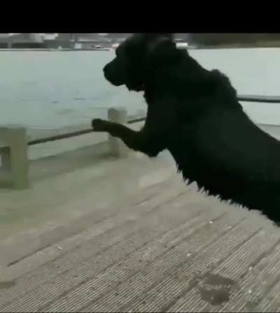 Hold my Milk-Bone…