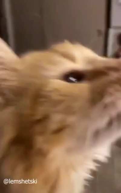 GANGSTA