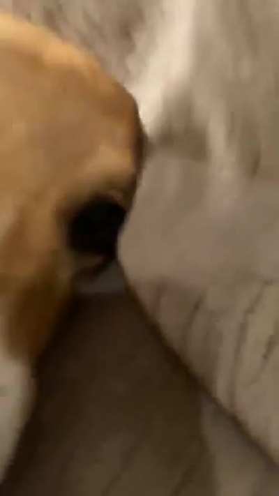 Killer corgi