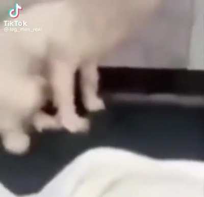 Funny dog
