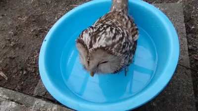 Thirsty owl enjoying some delicious water.