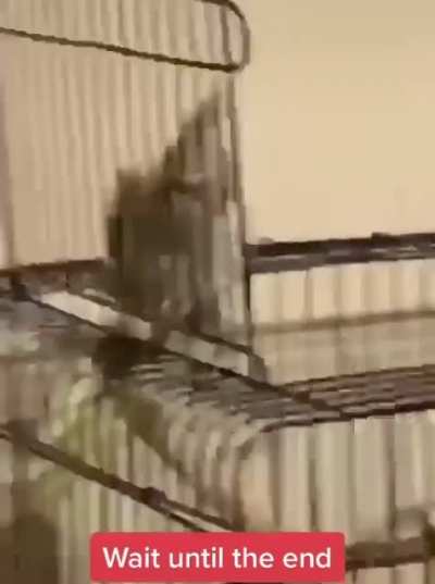 Bird has no chill