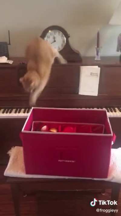 Derp but with the musician's soul 🐱❤️