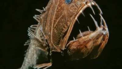Ocean Creatures That Live in Total Darkness