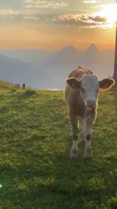 The Life Of A Cow.