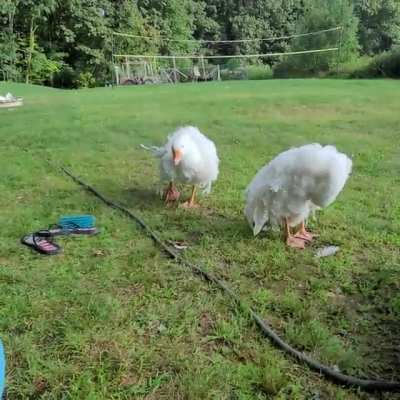 Waterbirbs