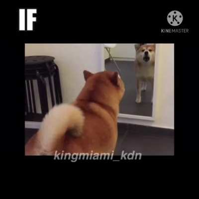 [OC] Doge is the Ruler of Everything
