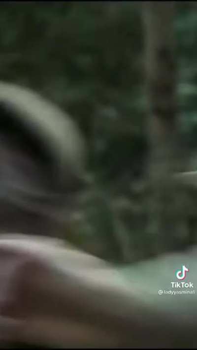 Twilight Ruined
