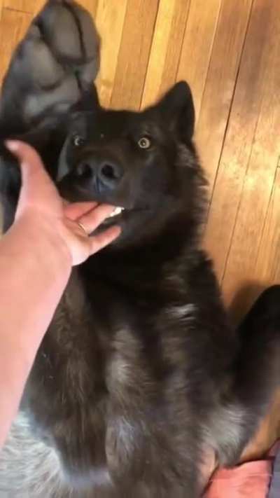 wOMAn SuFfErS lIFE tHrEaTenING injURIeS TO FiNgeRs AfteR VIcIous atTAck bY ThEiR GerMaN shEpaRD