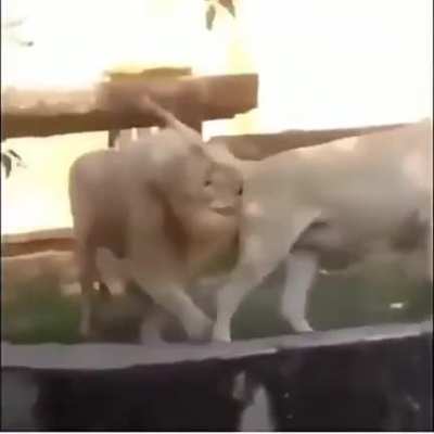 Jajjaja,la madre