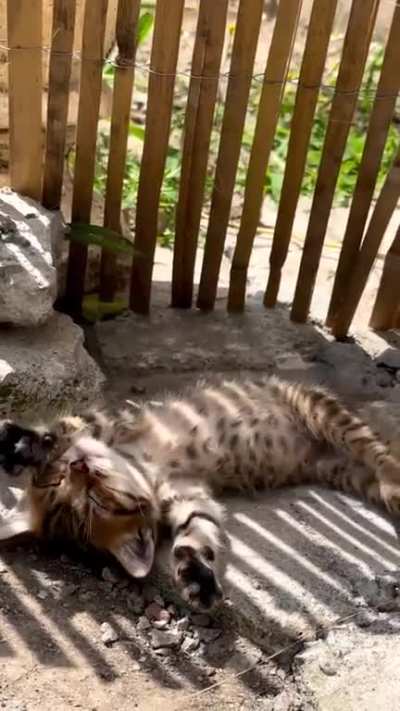 The slowest and most adorable crash ever