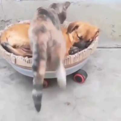 Best friends forever