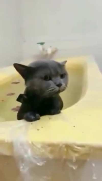 Catfish