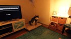 Good boy sneezing.