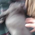 Scratchy