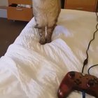 A cat sneezing