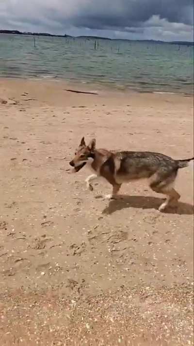 Are they playing or fighting!? 😆