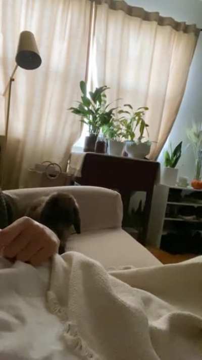 Peanut Chunk’s morning zooms on mama 🥰